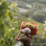 Vendanges - Image d'illustration